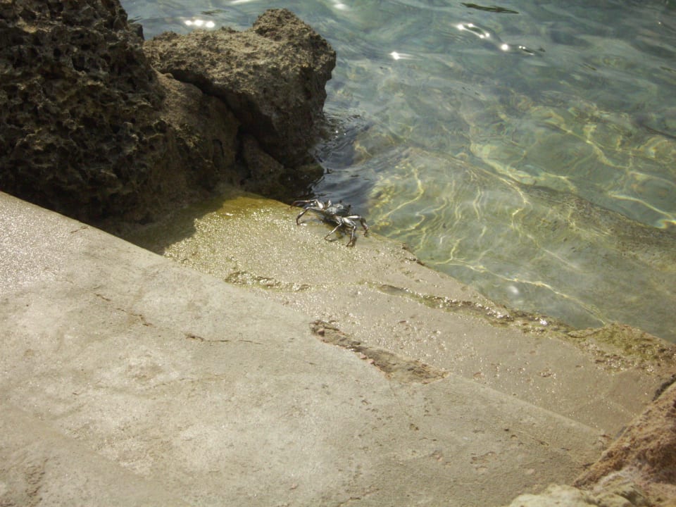 Einstieg in einer der Lagunen Pickalbatros Citadel Resort