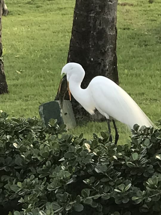 Sonstiges Grand Palladium Select Bávaro Resort & Spa