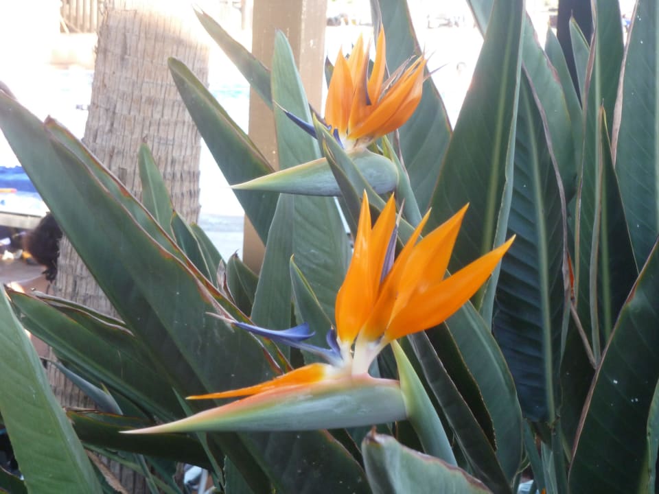 Herrliche Blumen am Pool Barcelo Playa Occidental Jandía Playa