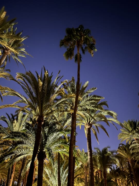 Gartenanlage Hotel Riu Palace Oasis