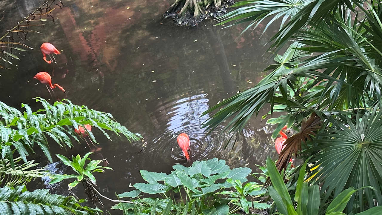 Gartenanlage Iberostar Waves Quetzal