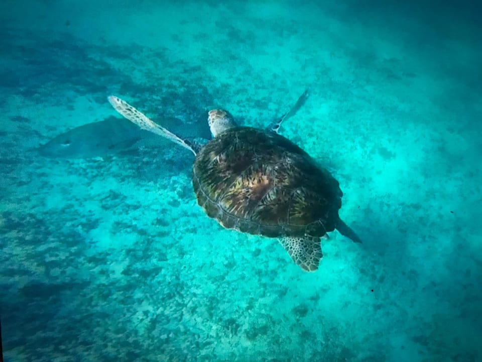 Strand Xio Akumal