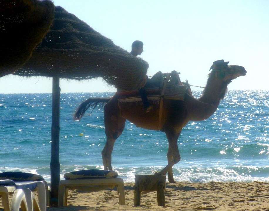 Kamelritt am Strand Hotel Paradis Palace