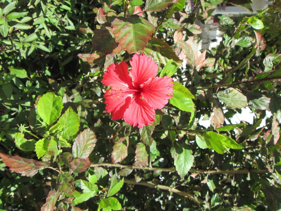 Цветок гибискуса Marlin Inn Azur Resort