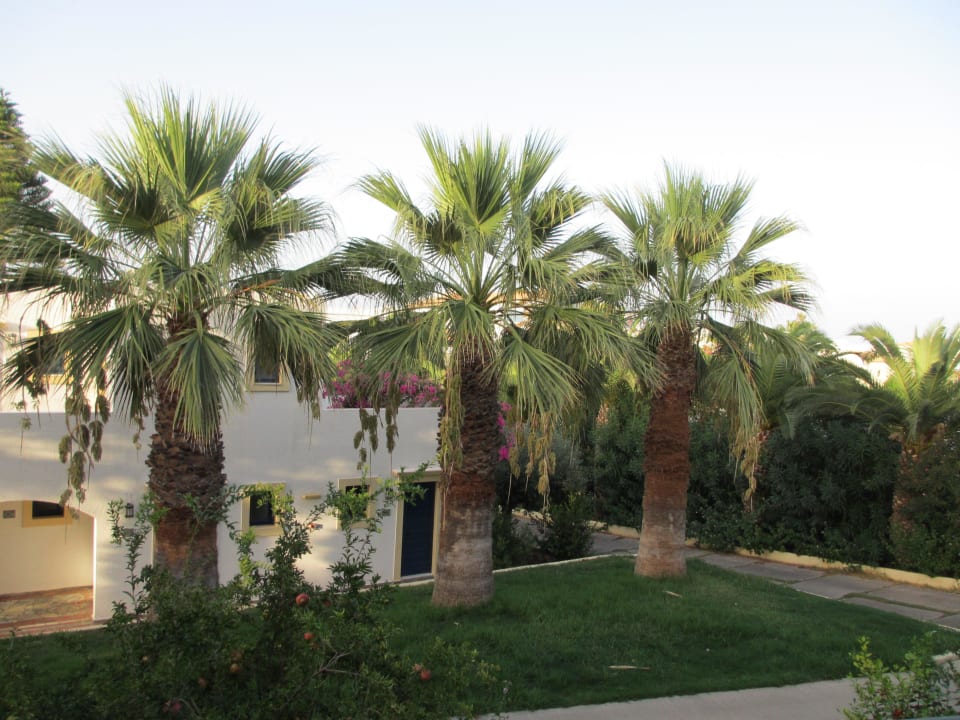 Blick aus unserem Bungalow TUI SUNEO Chrissi Amoudia