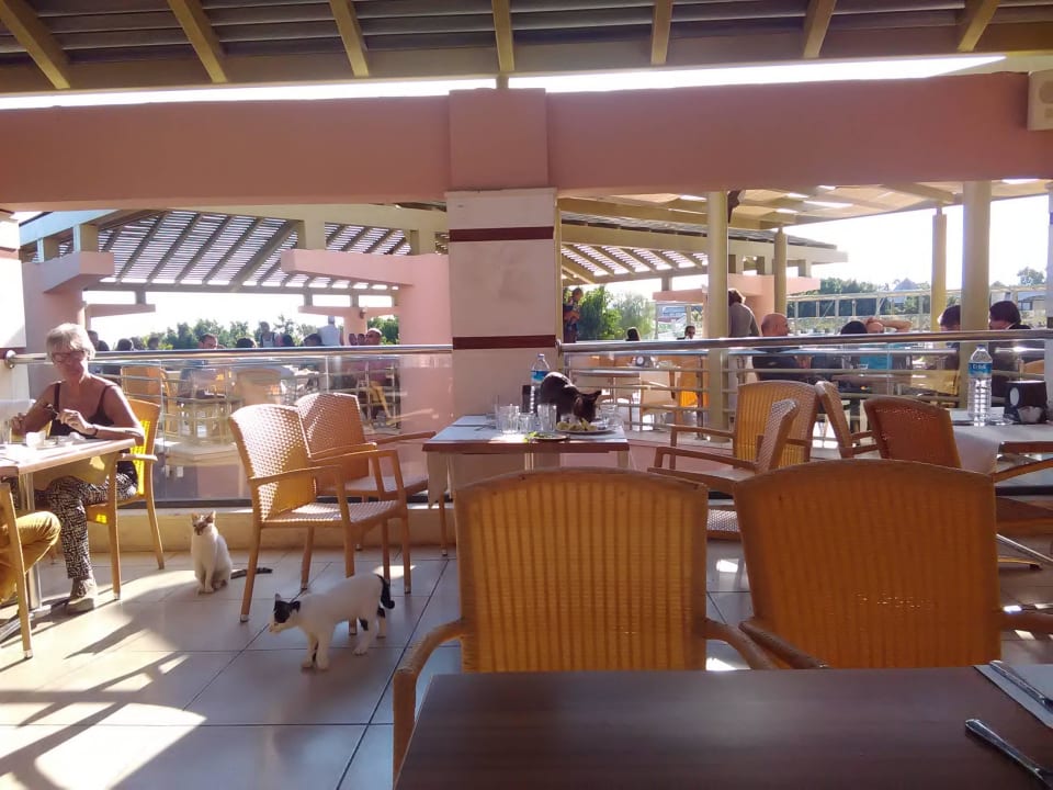 Katze frisst sich satt Limak Limra Hotel & Resort