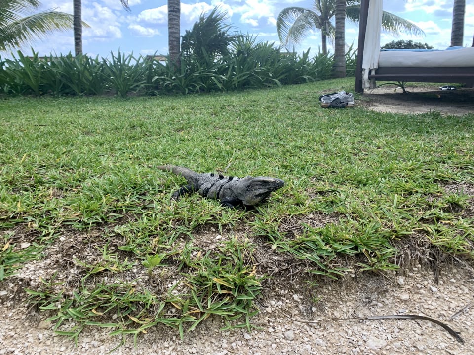 Gartenanlage Akumal Bay Beach & Wellness Resort