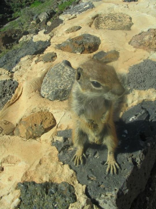 Die süßen Streifenhörnchen  AluaVillage Fuerteventura