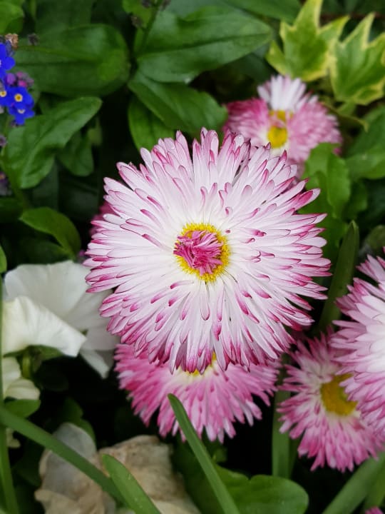 Gartenanlage Hotel zum Hallenberg