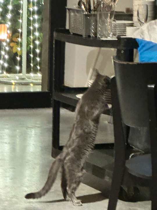 Gastro DoubleTree by Hilton Antalya-Kemer