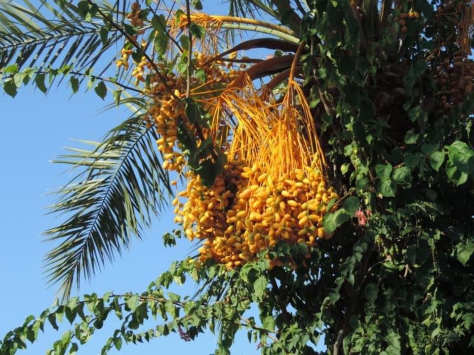 Dattelpalmen im Garten Saphir Resort & Spa