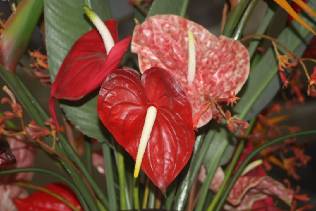 Blumen Atrium Palace Thalasso Spa Resort & Villas