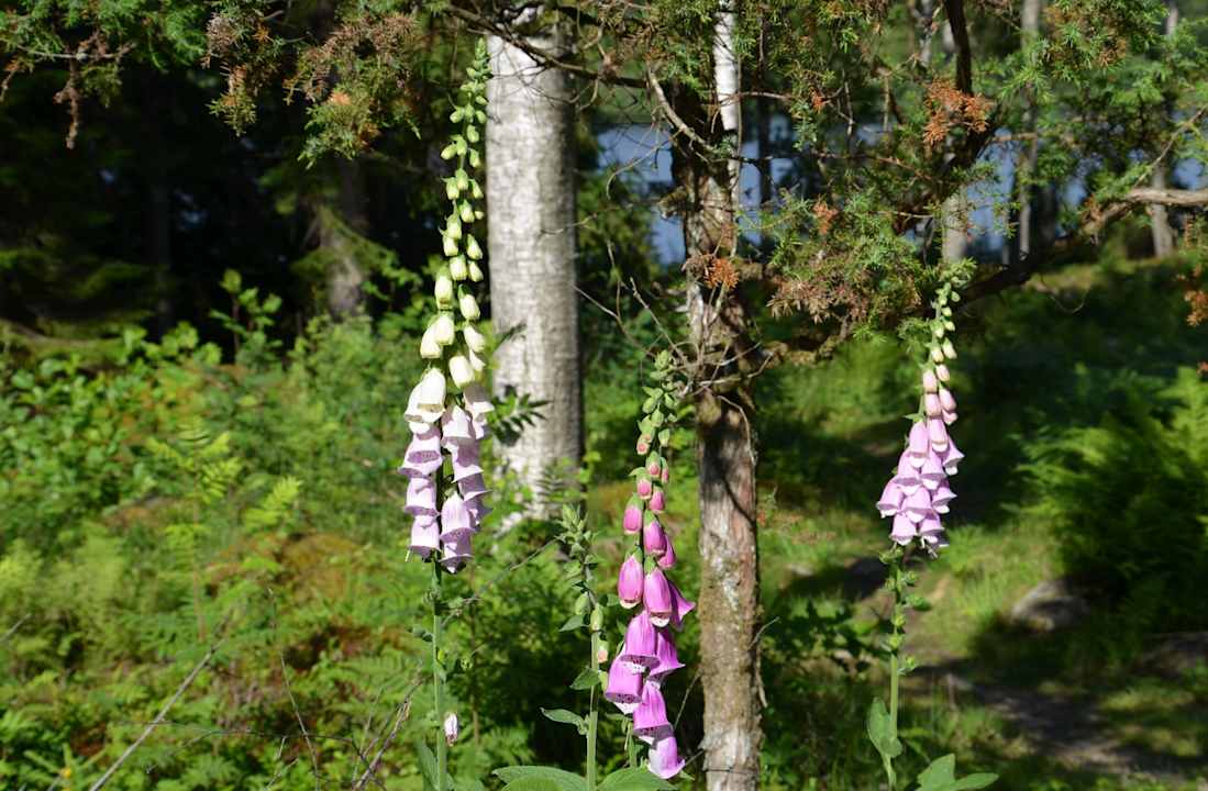 Wald Ferienhaus Elsemåla 1