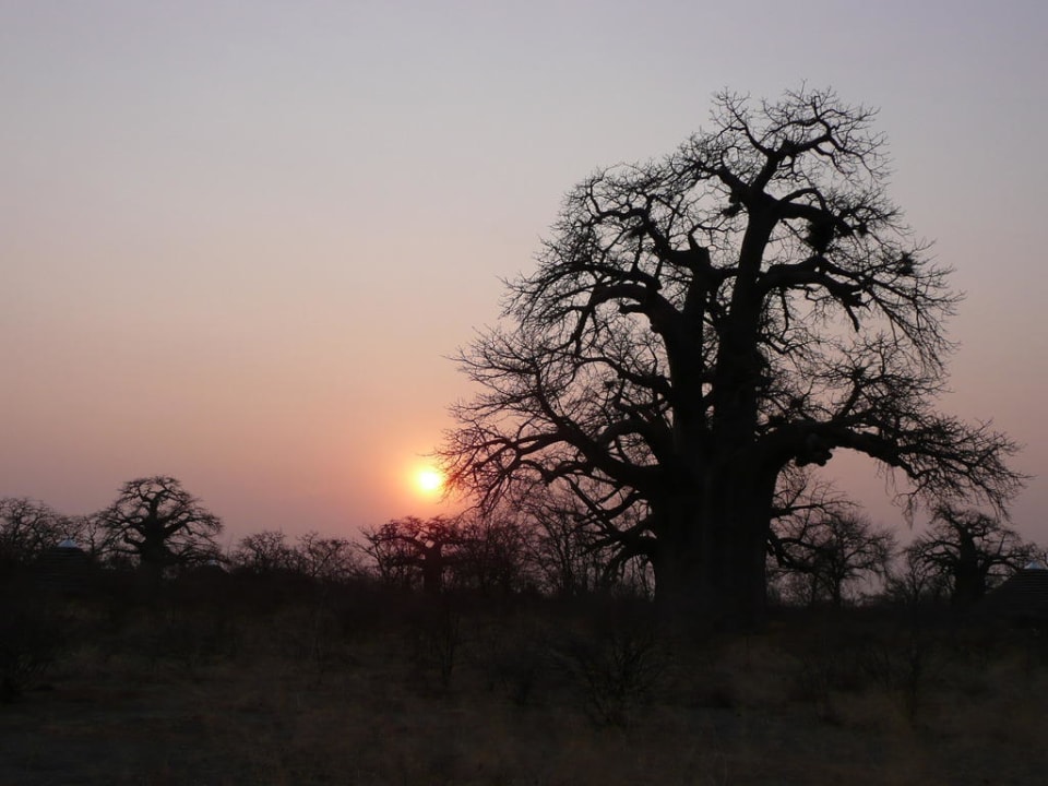 Baobab am Abend Planet Baobab Botswana