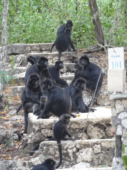 Schwarzaffen im Resort NusaBay Menjangan