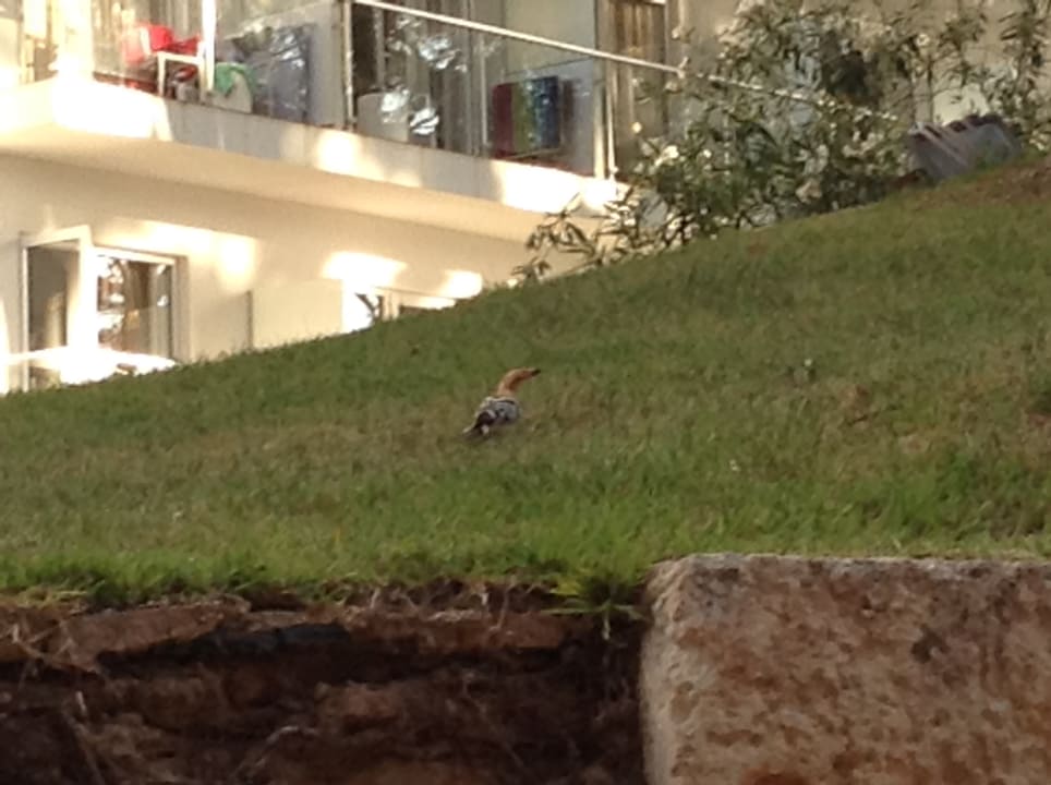 Gartenanlage Pabisa Sofia