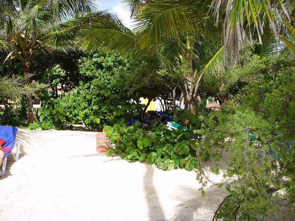Schatten der Bäume am Strand Grand Palladium Select Bávaro Resort & Spa