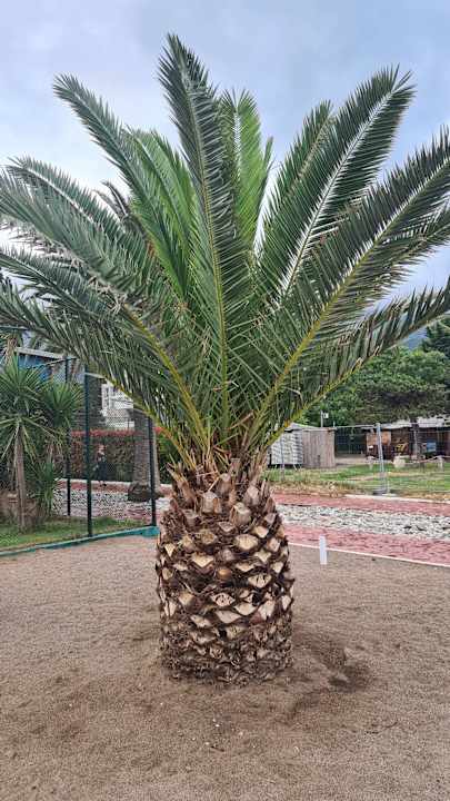 Strand Iberostar Waves Bellevue