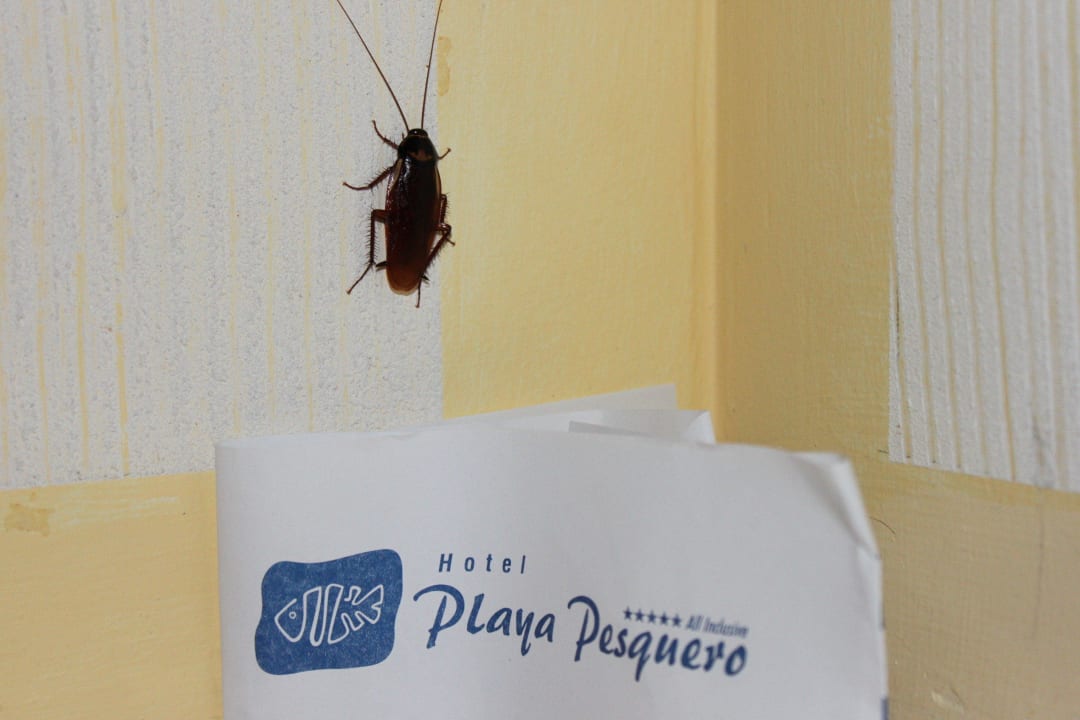 Haustiere Hotel Playa Pesquero