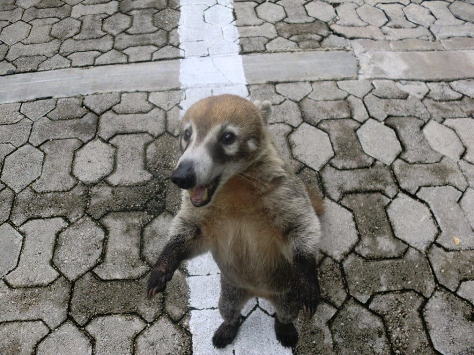 Nasenbär Sandos Playacar Beach Resort