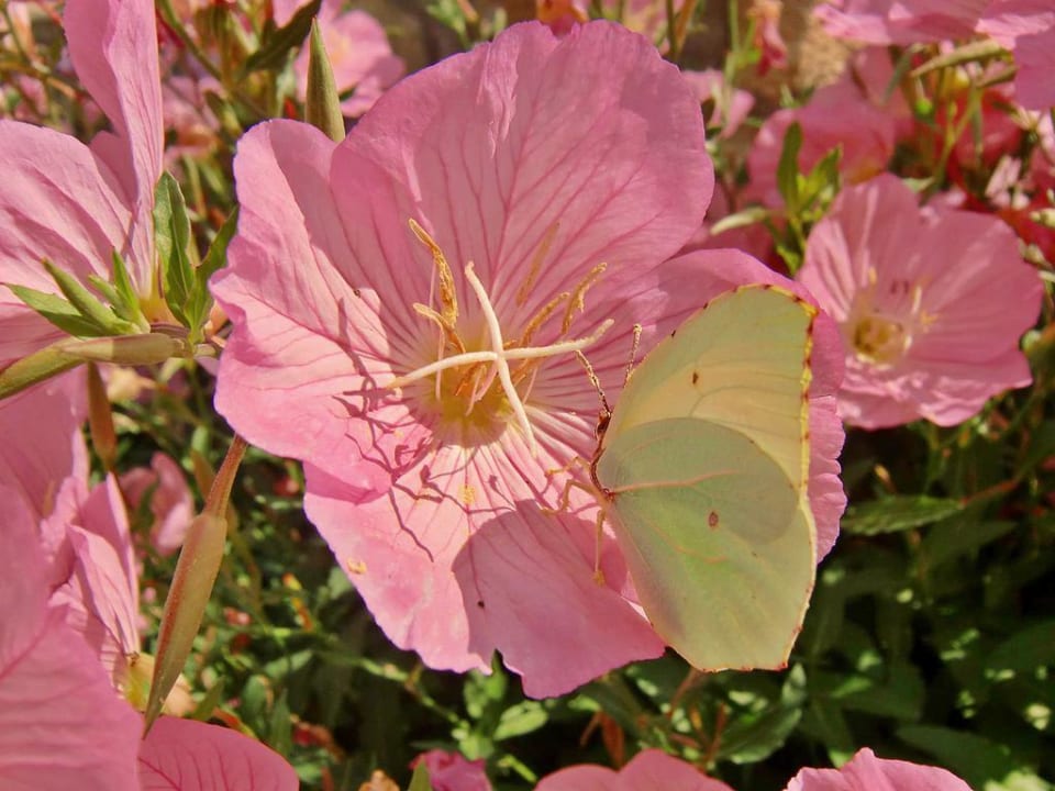 Blüte mit Schmetterling Hotel Pashos