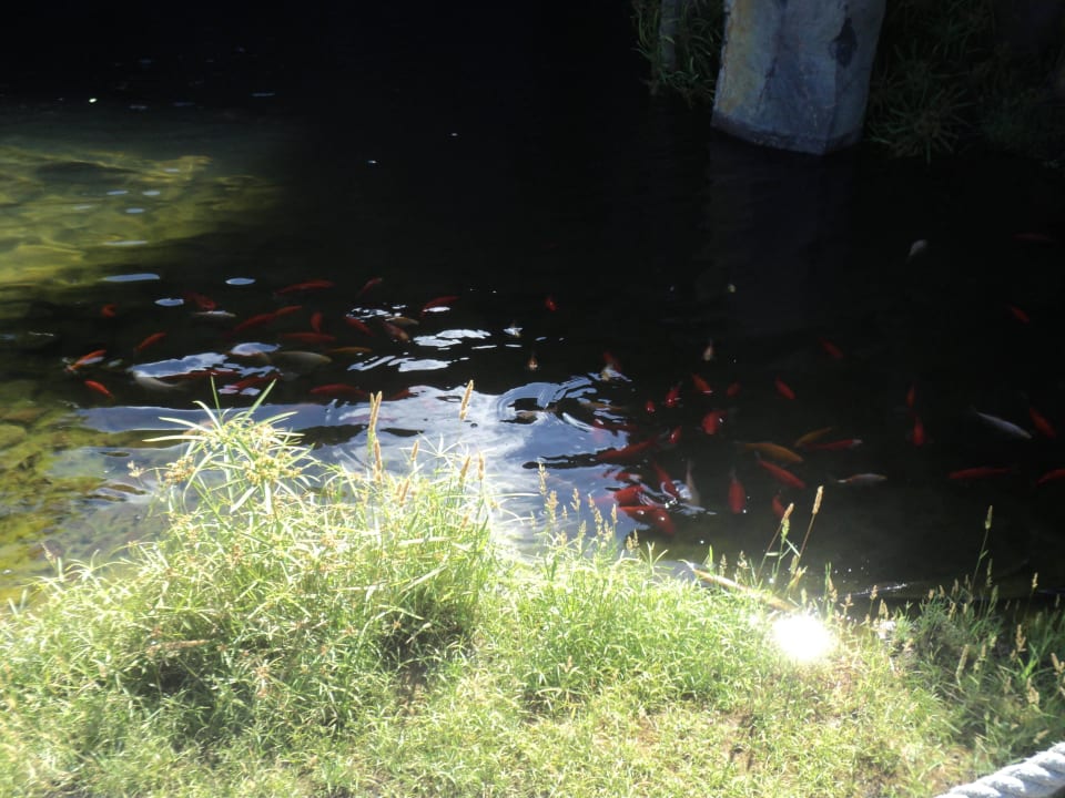 Alles schön La Palma Princess