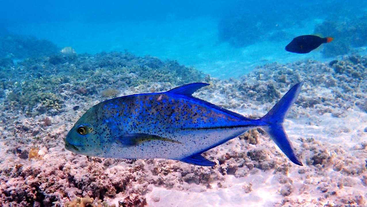 Sport & Freizeit Hotel Riu Palace Maldivas