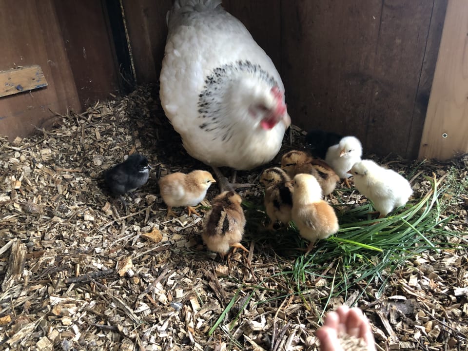 Sonstiges Landhotel Zerlaut