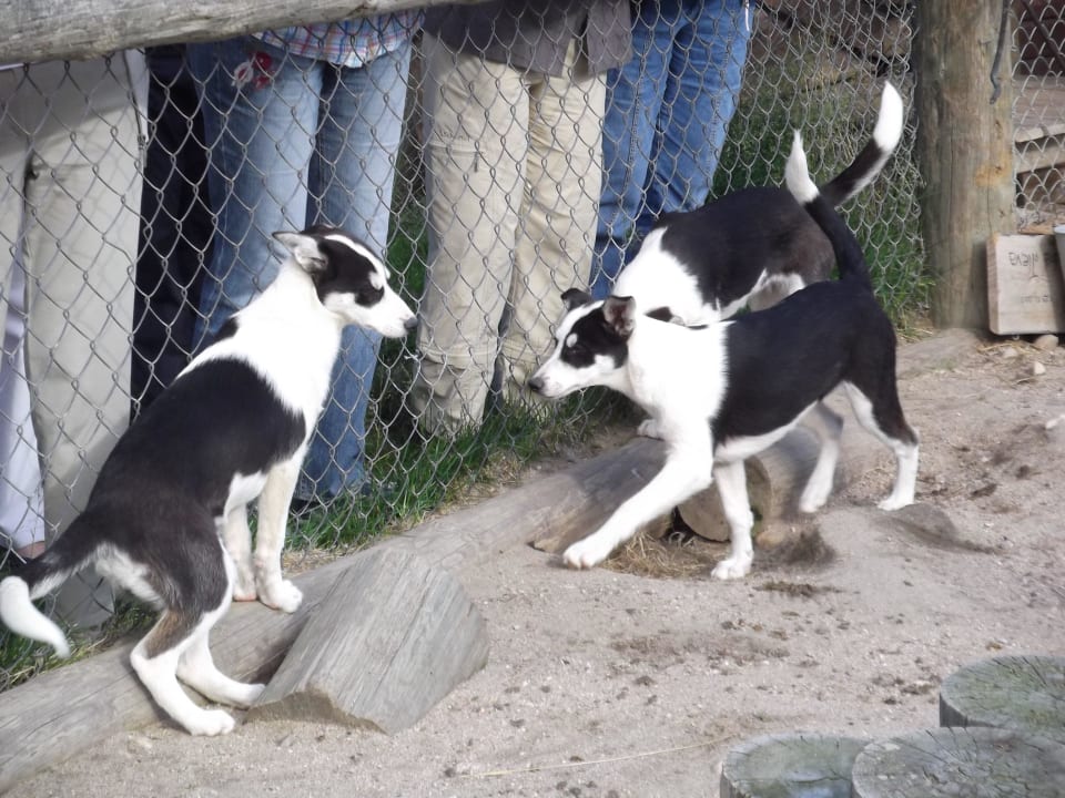 6 Monate Alte Huskiewelpen Hotel Harriniva Feriendorf