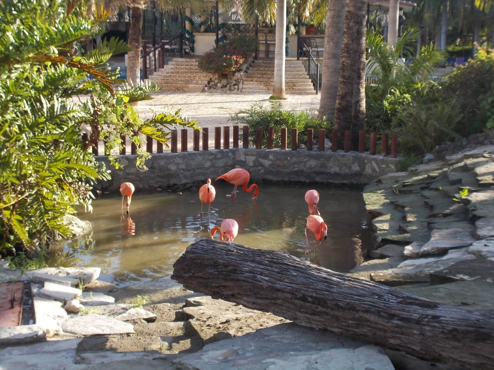 Flamingos Villas Bavaro Resort & Spa