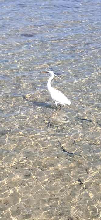 Strand Stella Beach Resort & Spa Makadi Bay