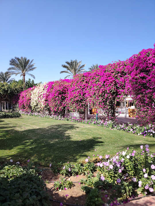 Gartenanlage Desert Rose