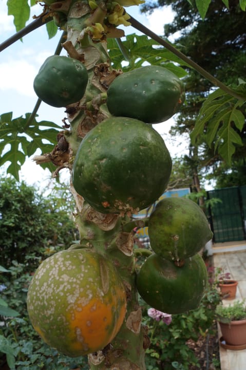 Gartenanlage Hotel Malia Holidays