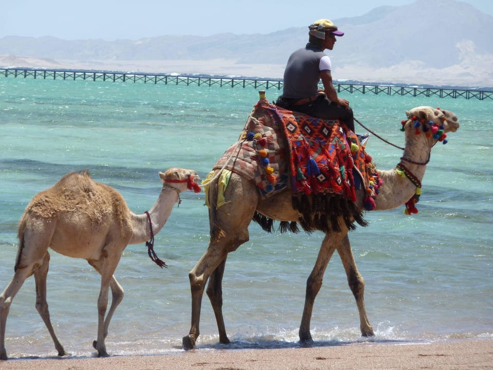 Gehört dazu Jaz Mirabel Park & Club