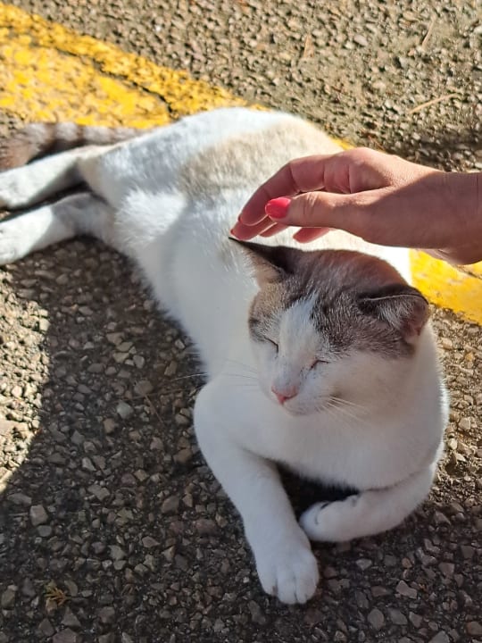 Sonstiges Canyamel Park Hotel & Spa 16+ Adults only