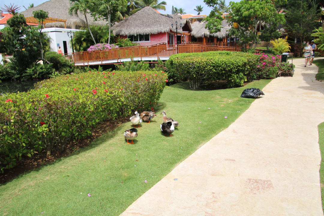 Gartenanlage Hotel Viva Dominicus Palace by Wyndham-All Inclusive Resort