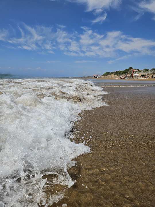 Strand Seashell Vega