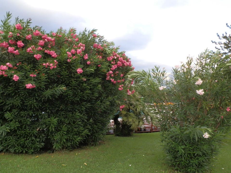 Kwiaty Iberostar Waves Bellevue