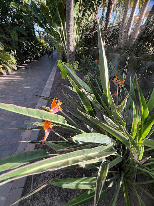Gartenanlage Lopesan Costa Meloneras, Resort & Spa