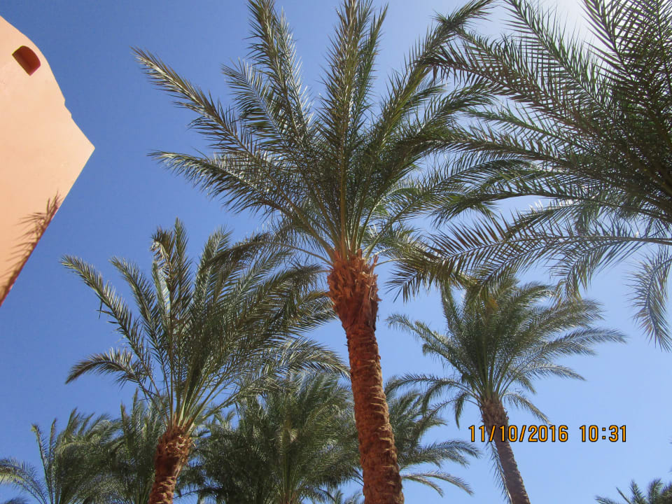 Außenansicht Jaz Makadi Oasis Resort