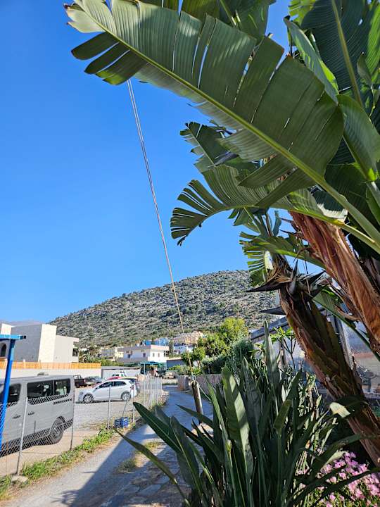 Sonstiges Cactus Royal