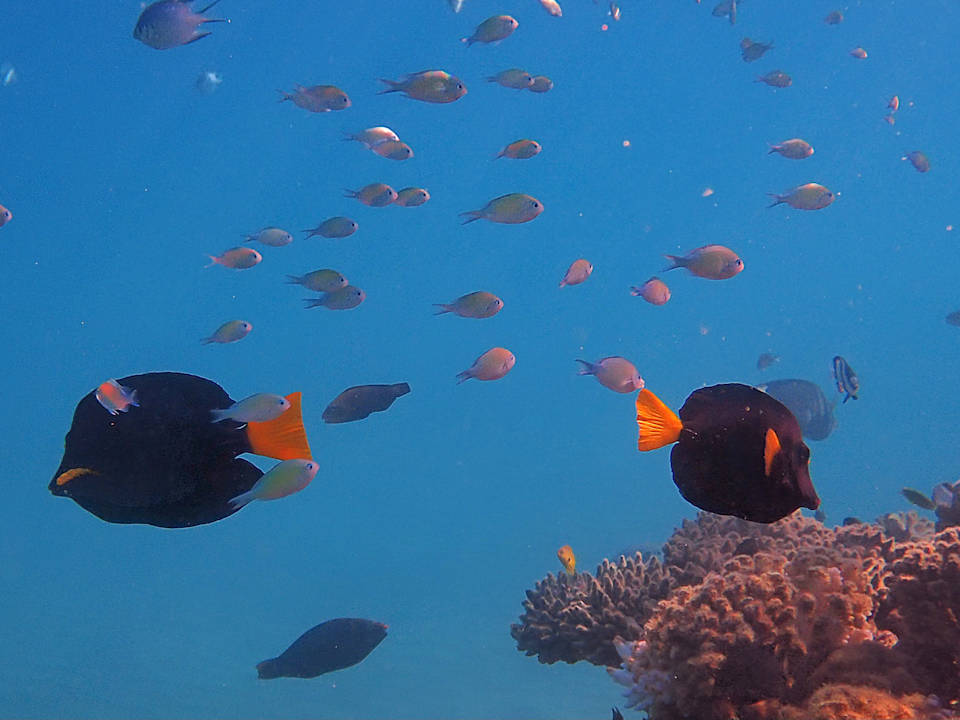 Sonstiges Shams Alam Beach Resort