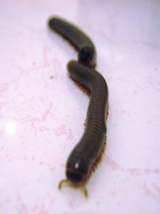 Würmer im Bungalow  Pattaya Garden Resort