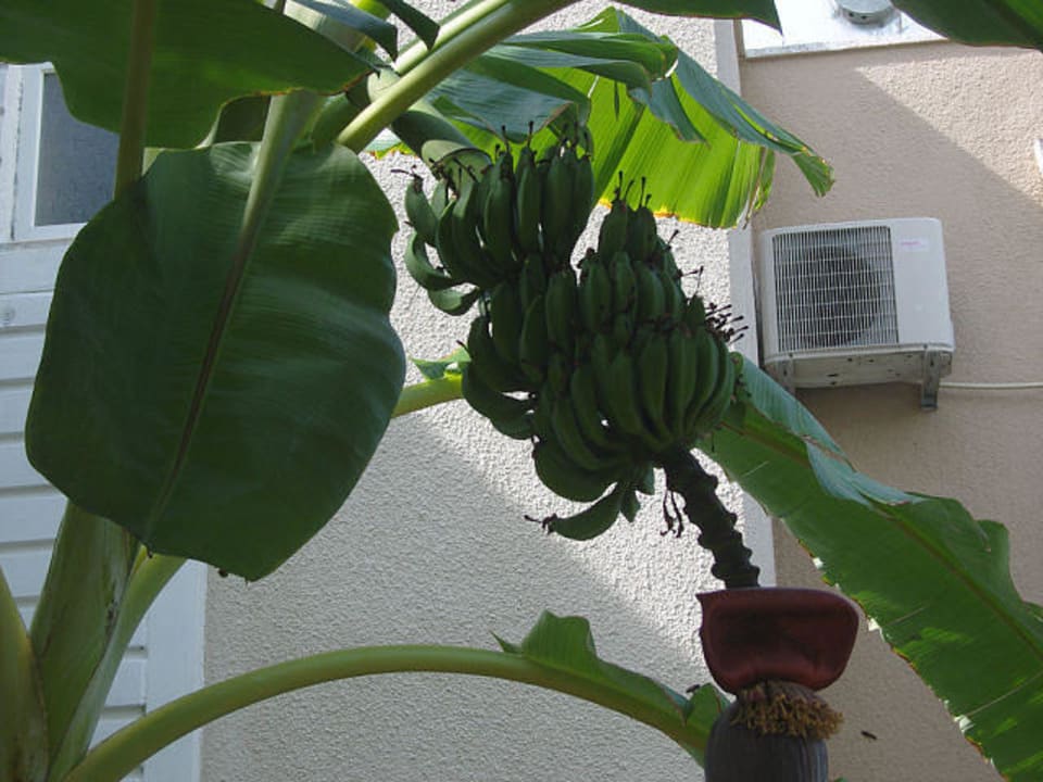 Bananen aus Aldi Club Sidelya Hotel