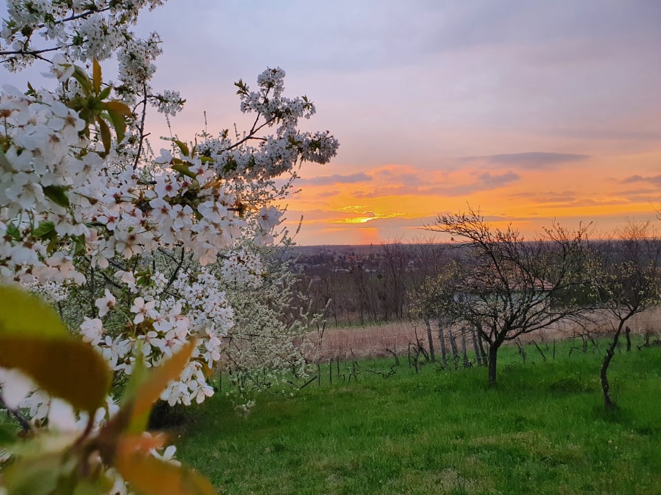 Ausblick Ferienhaus Waldhof