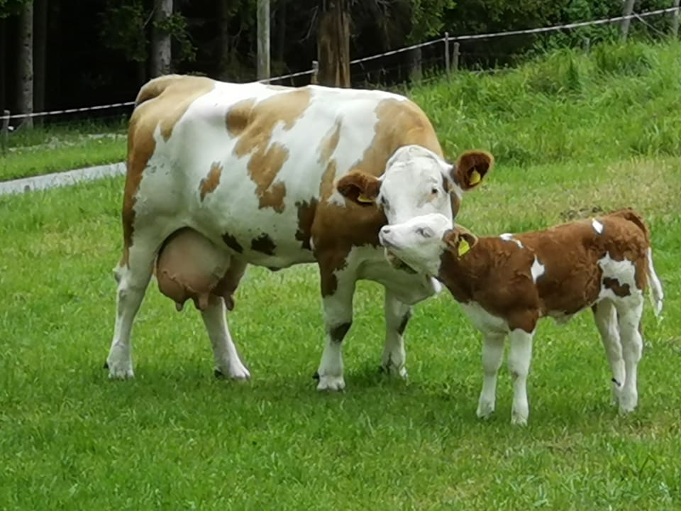 Sonstiges Familienhotel Berger