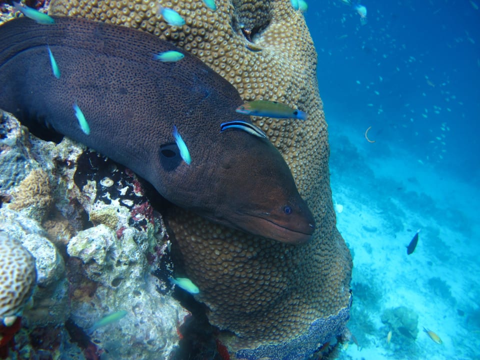 Muräne beim Schnorcheln Vilamendhoo Island Resort & Spa