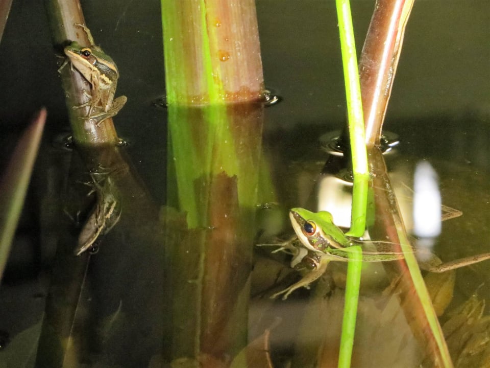 Teichbewohner vor dem Hotel Khaolak Laguna Resort