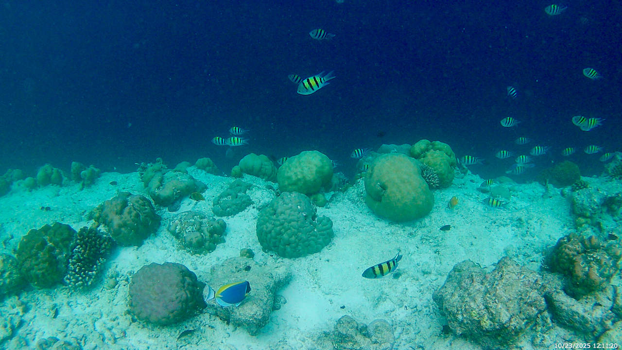 Sonstiges Vilamendhoo Island Resort & Spa