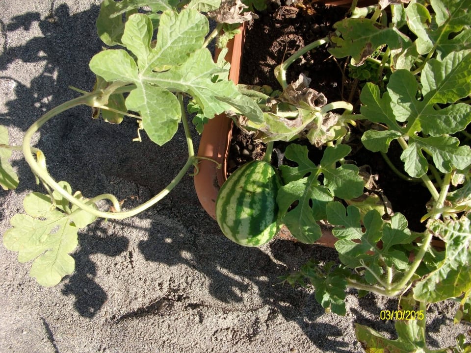 Melonen im Blumenkasten Hotel Club Paradiso